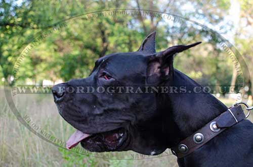 Great Dane Dog Collar Decorated with Vintage Medals